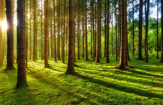 Sostenibilidad ambiental Poggi Spa